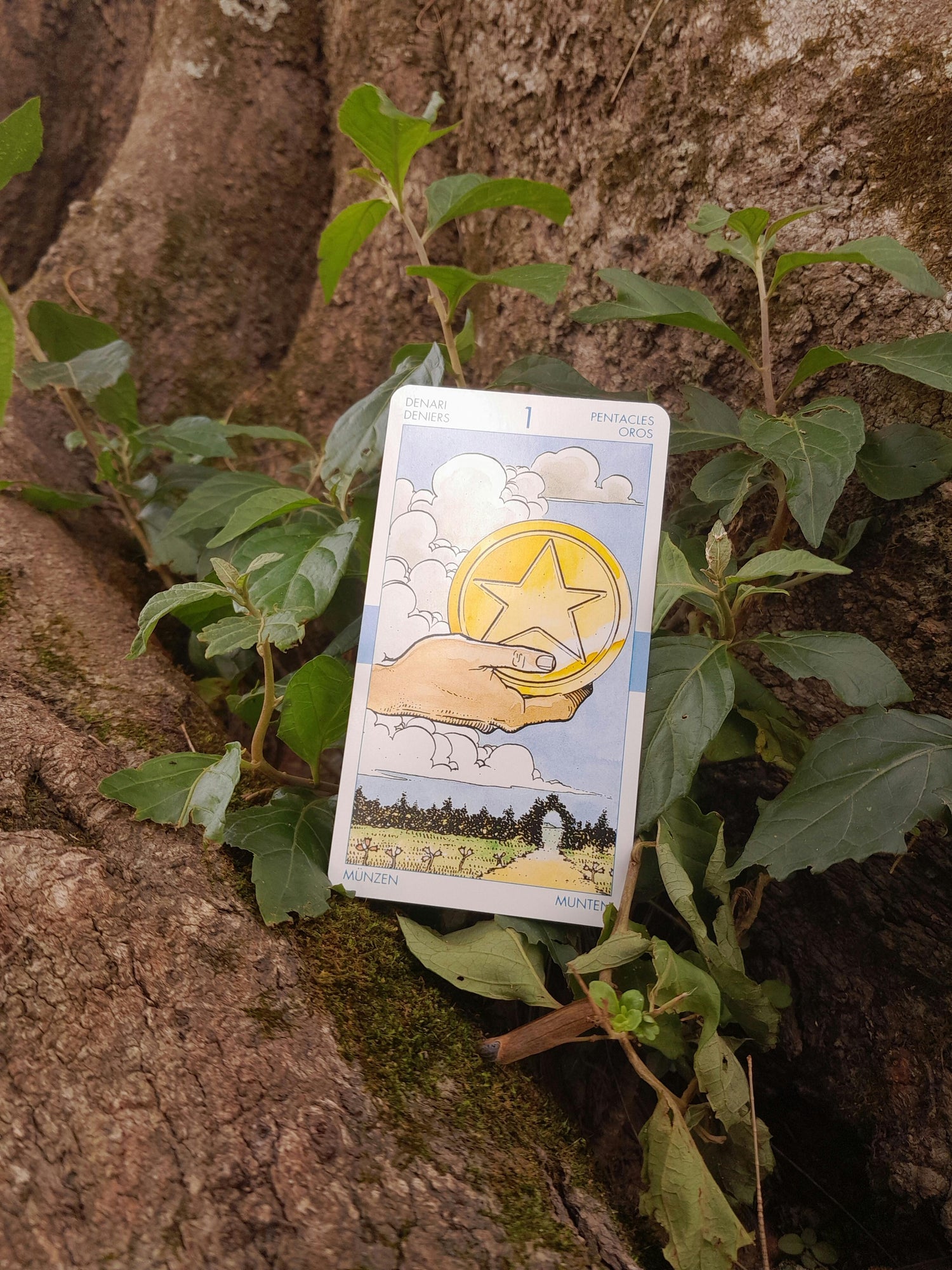 Tarots de la nature